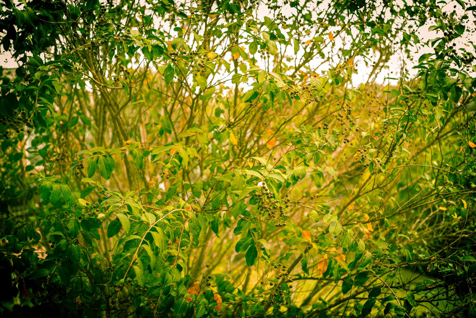 Tall grass backlit by a low sun, the blades glowing gold and green against a dark, soft background.