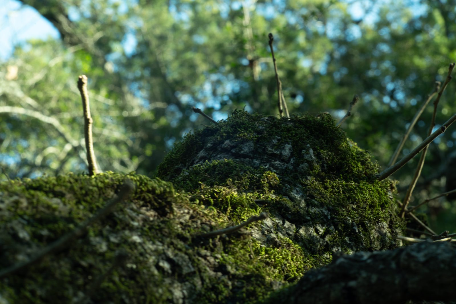 A low, close view across a moss-covered log on the forest floor, tiny green fronds sharp in front and the woods dissolving behind.