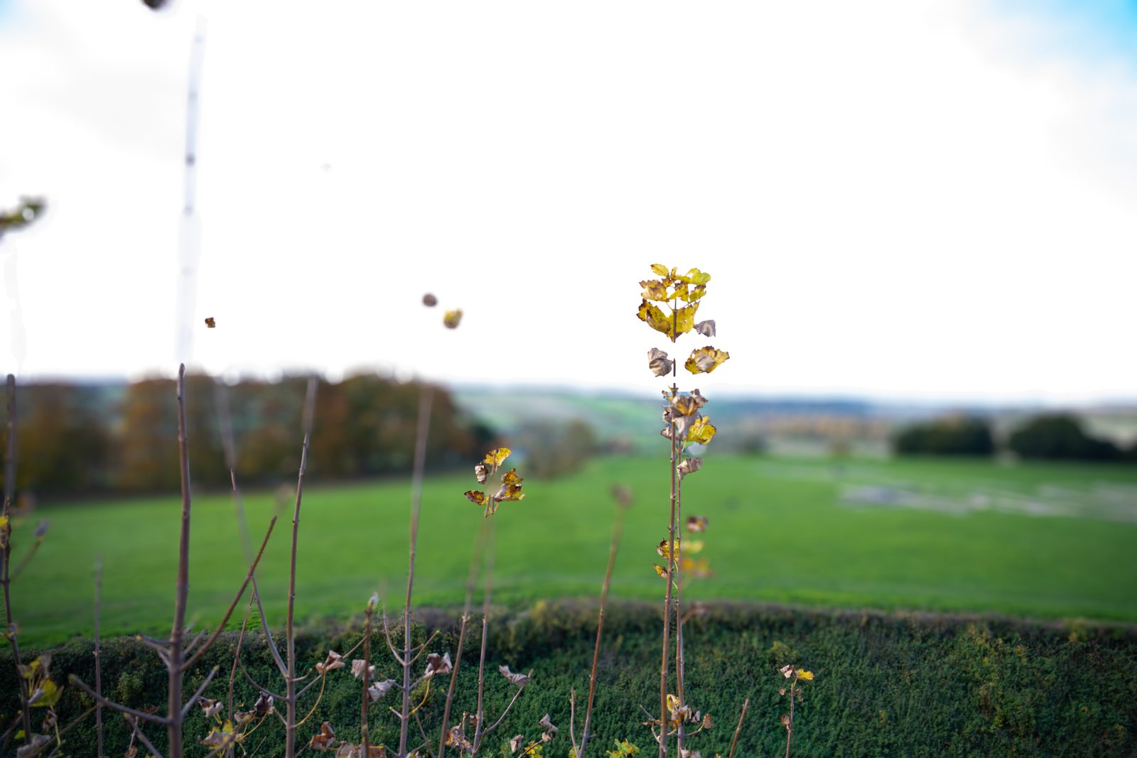 The plastic llama standing in long grass and seed heads, a green field and grey sky behind.