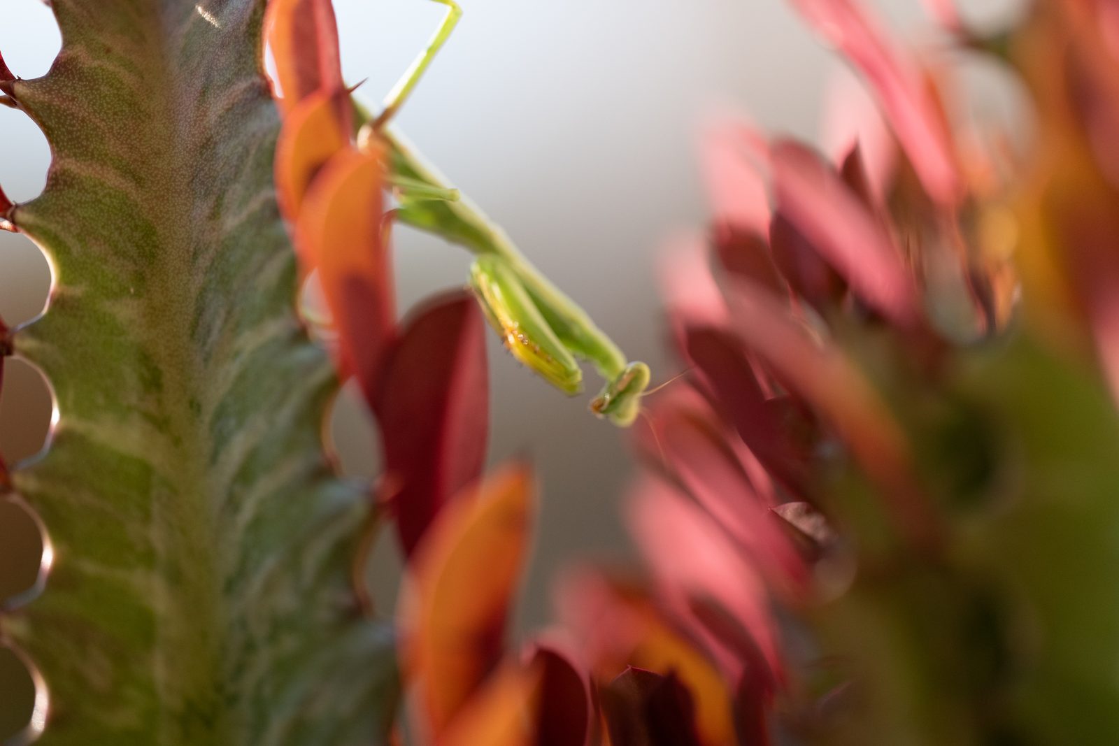 A green mantis on the same red plant, this time backlit, its body glowing against a warm, soft background.