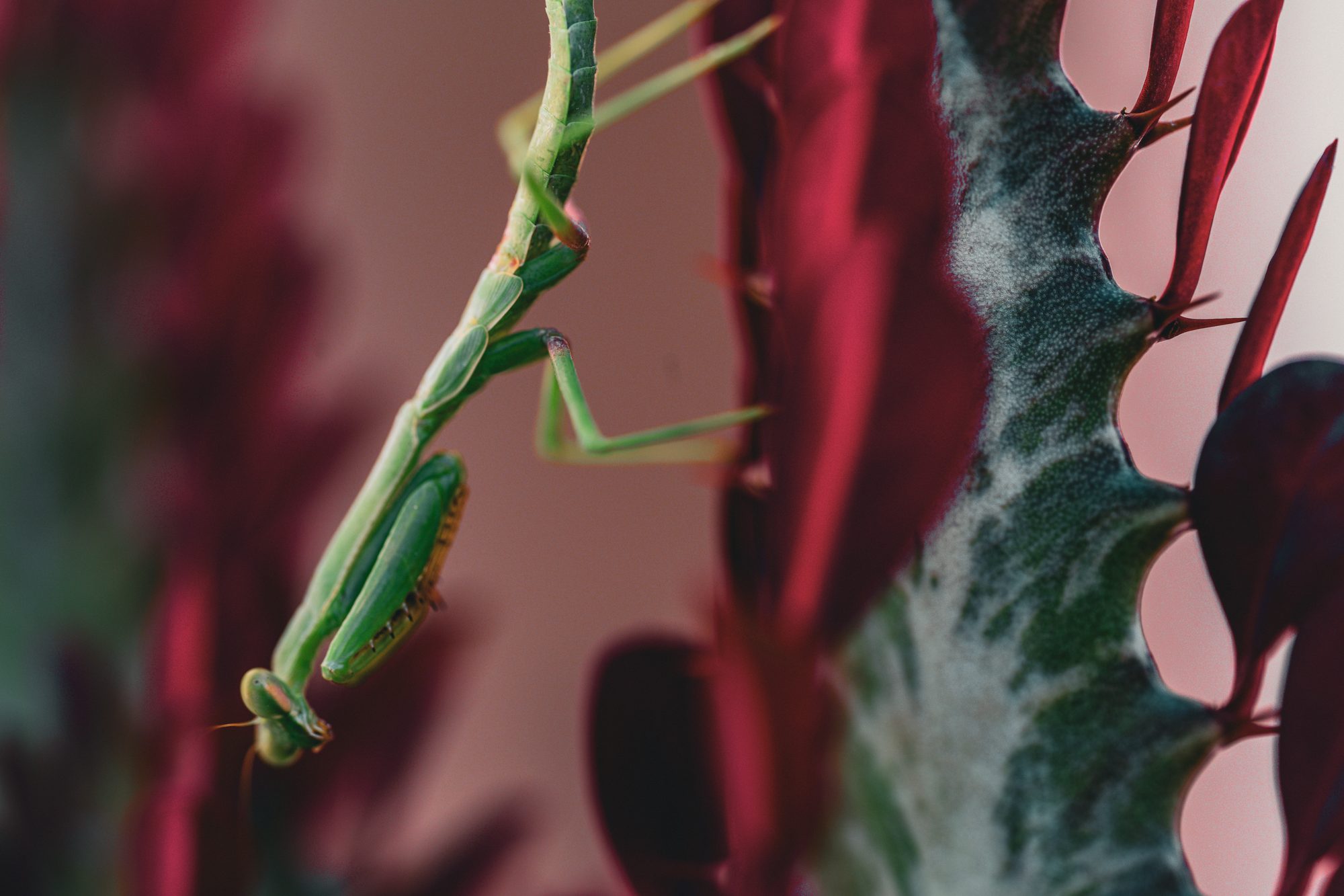 A green praying mantis climbs the deep-red stem of an African milk tree, forelegs tucked, a soft pink wall behind it.